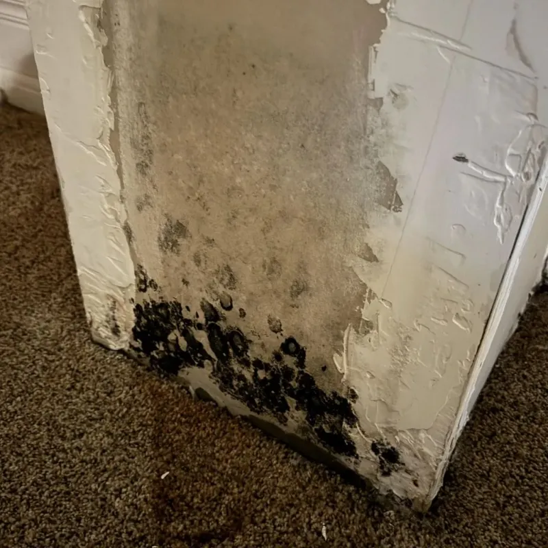 Professional Mold Removal in New Tazewell, TN